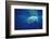 Great White Shark, Carcharodon Carcharias, Mexico, Pacific Ocean, Guadalupe-Reinhard Dirscherl-Framed Photographic Print