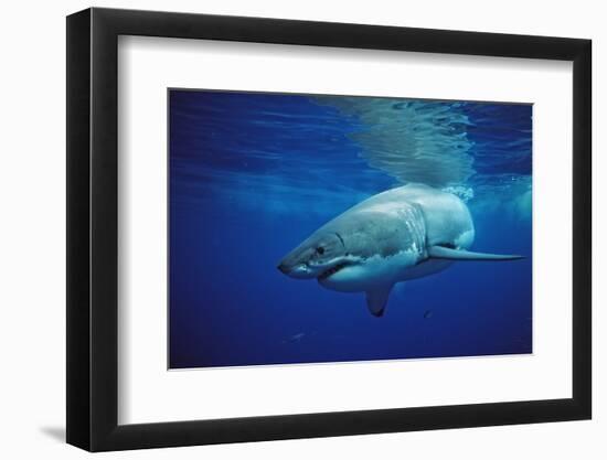 Great White Shark, Carcharodon Carcharias, Mexico, Pacific Ocean, Guadalupe-Reinhard Dirscherl-Framed Photographic Print