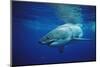 Great White Shark, Carcharodon Carcharias, Mexico, Pacific Ocean, Guadalupe-Reinhard Dirscherl-Mounted Photographic Print