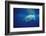 Great White Shark, Carcharodon Carcharias, Mexico, Pacific Ocean, Guadalupe-Reinhard Dirscherl-Framed Photographic Print
