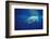 Great White Shark, Carcharodon Carcharias, Mexico, Pacific Ocean, Guadalupe-Reinhard Dirscherl-Framed Photographic Print