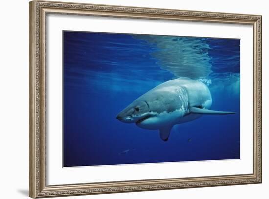 Great White Shark, Carcharodon Carcharias, Mexico, Pacific Ocean, Guadalupe-Reinhard Dirscherl-Framed Photographic Print