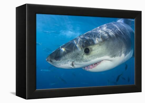 Great White Shark (Carcharodon Carcharias) Portrait, Guadalupe Island, Mexico. Pacific Ocean-Alex Mustard-Framed Premier Image Canvas