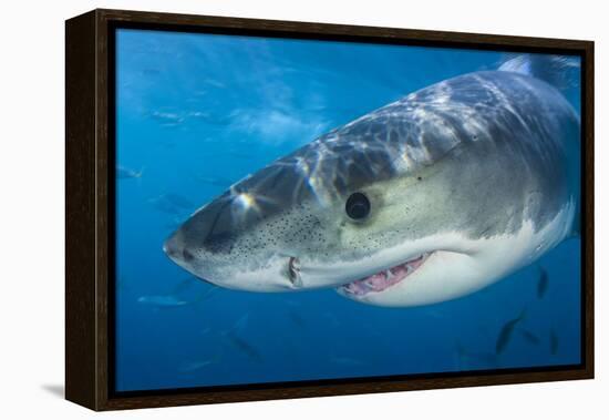 Great White Shark (Carcharodon Carcharias) Portrait, Guadalupe Island, Mexico. Pacific Ocean-Alex Mustard-Framed Premier Image Canvas