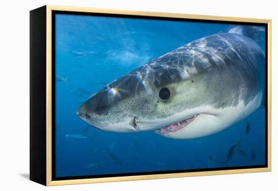 Great White Shark (Carcharodon Carcharias) Portrait, Guadalupe Island, Mexico. Pacific Ocean-Alex Mustard-Framed Premier Image Canvas