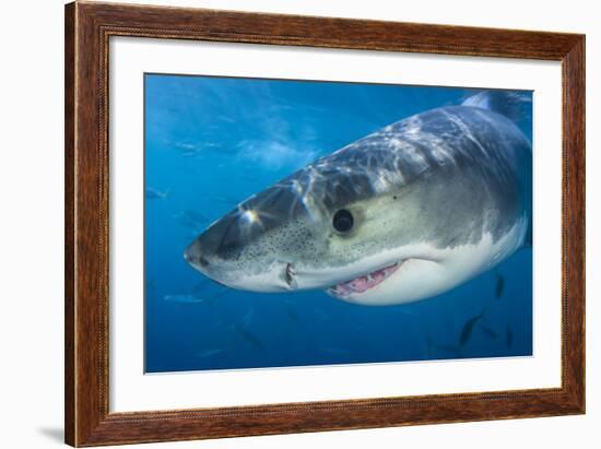 Great White Shark (Carcharodon Carcharias) Portrait, Guadalupe Island, Mexico. Pacific Ocean-Alex Mustard-Framed Photographic Print