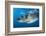 Great White Shark (Carcharodon Carcharias) Portrait, Guadalupe Island, Mexico. Pacific Ocean-Alex Mustard-Framed Photographic Print