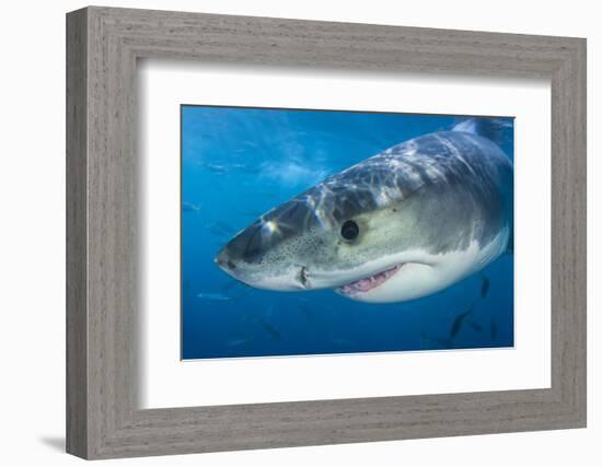 Great White Shark (Carcharodon Carcharias) Portrait, Guadalupe Island, Mexico. Pacific Ocean-Alex Mustard-Framed Photographic Print