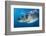 Great White Shark (Carcharodon Carcharias) Portrait, Guadalupe Island, Mexico. Pacific Ocean-Alex Mustard-Framed Photographic Print