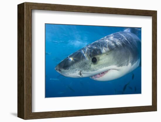 Great White Shark (Carcharodon Carcharias) Portrait, Guadalupe Island, Mexico. Pacific Ocean-Alex Mustard-Framed Photographic Print