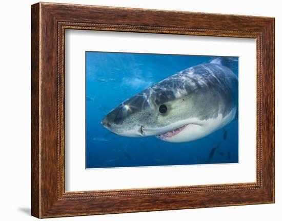 Great White Shark (Carcharodon Carcharias) Portrait, Guadalupe Island, Mexico. Pacific Ocean-Alex Mustard-Framed Photographic Print