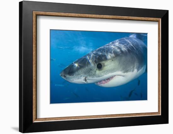 Great White Shark (Carcharodon Carcharias) Portrait, Guadalupe Island, Mexico. Pacific Ocean-Alex Mustard-Framed Photographic Print