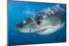 Great White Shark (Carcharodon Carcharias) Portrait, Guadalupe Island, Mexico. Pacific Ocean-Alex Mustard-Mounted Photographic Print