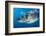 Great White Shark (Carcharodon Carcharias) Portrait, Guadalupe Island, Mexico. Pacific Ocean-Alex Mustard-Framed Photographic Print