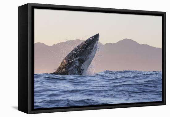 Great White Shark (Carcharodon Carcharias)-David Jenkins-Framed Premier Image Canvas