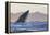 Great White Shark (Carcharodon Carcharias)-David Jenkins-Framed Premier Image Canvas