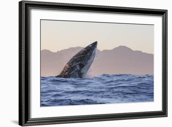 Great White Shark (Carcharodon Carcharias)-David Jenkins-Framed Photographic Print