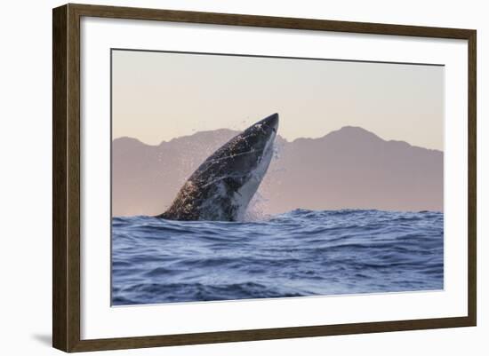 Great White Shark (Carcharodon Carcharias)-David Jenkins-Framed Photographic Print