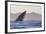 Great White Shark (Carcharodon Carcharias)-David Jenkins-Framed Photographic Print