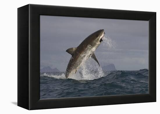 Great White Shark (Carcharodon Carcharias)-David Jenkins-Framed Premier Image Canvas