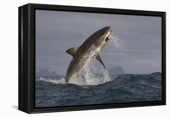 Great White Shark (Carcharodon Carcharias)-David Jenkins-Framed Premier Image Canvas