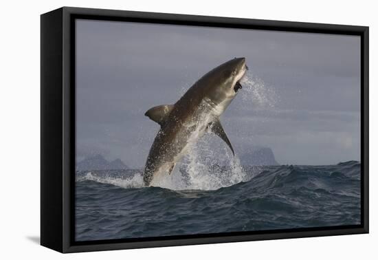 Great White Shark (Carcharodon Carcharias)-David Jenkins-Framed Premier Image Canvas