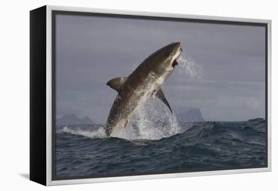 Great White Shark (Carcharodon Carcharias)-David Jenkins-Framed Premier Image Canvas