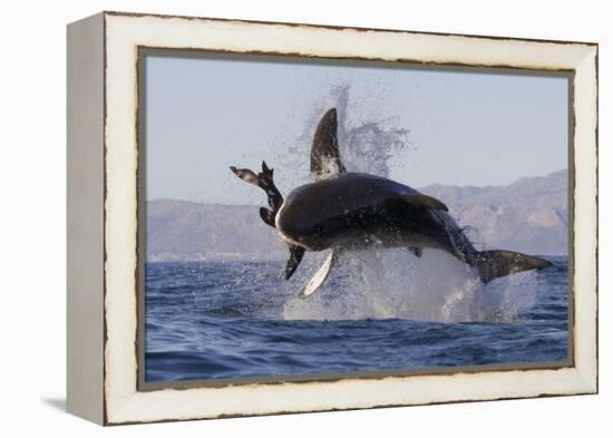 Great White Shark (Carcharodon Carcharias)-David Jenkins-Framed Premier Image Canvas