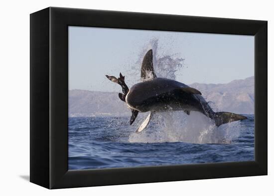 Great White Shark (Carcharodon Carcharias)-David Jenkins-Framed Premier Image Canvas