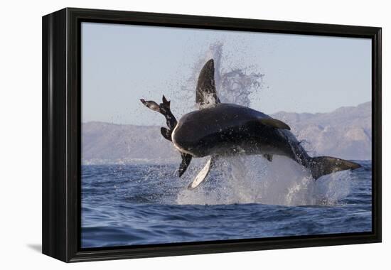 Great White Shark (Carcharodon Carcharias)-David Jenkins-Framed Premier Image Canvas