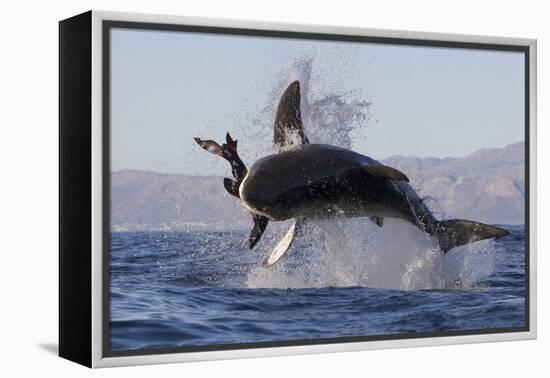 Great White Shark (Carcharodon Carcharias)-David Jenkins-Framed Premier Image Canvas