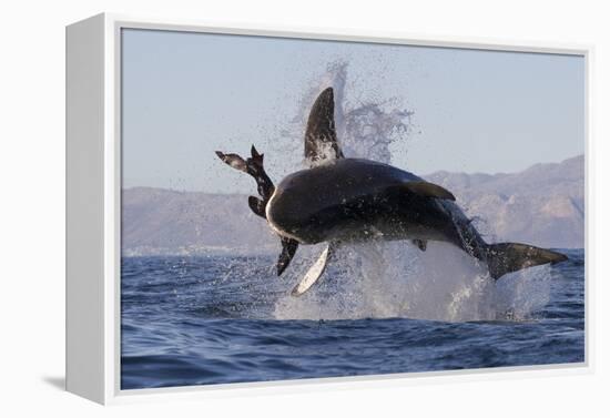 Great White Shark (Carcharodon Carcharias)-David Jenkins-Framed Premier Image Canvas