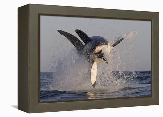 Great White Shark (Carcharodon Carcharias)-David Jenkins-Framed Premier Image Canvas