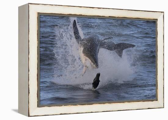 Great White Shark (Carcharodon Carcharias)-David Jenkins-Framed Premier Image Canvas