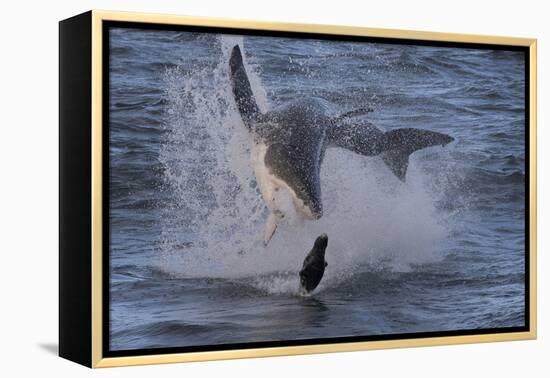 Great White Shark (Carcharodon Carcharias)-David Jenkins-Framed Premier Image Canvas