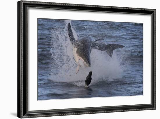 Great White Shark (Carcharodon Carcharias)-David Jenkins-Framed Photographic Print