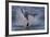 Great White Shark (Carcharodon Carcharias)-David Jenkins-Framed Photographic Print