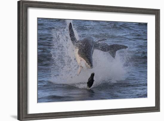 Great White Shark (Carcharodon Carcharias)-David Jenkins-Framed Photographic Print