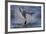 Great White Shark (Carcharodon Carcharias)-David Jenkins-Framed Photographic Print