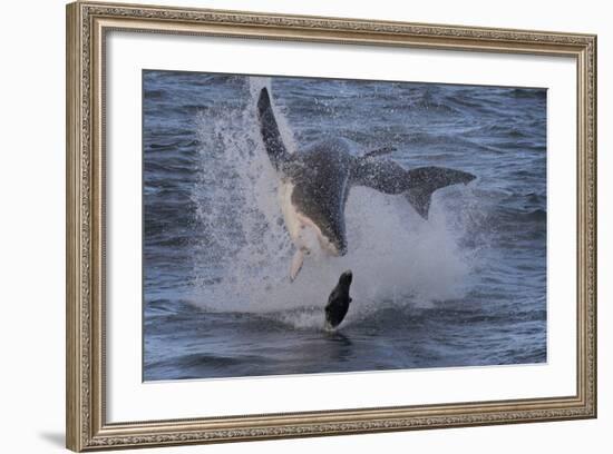 Great White Shark (Carcharodon Carcharias)-David Jenkins-Framed Photographic Print