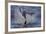 Great White Shark (Carcharodon Carcharias)-David Jenkins-Framed Photographic Print