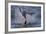 Great White Shark (Carcharodon Carcharias)-David Jenkins-Framed Photographic Print