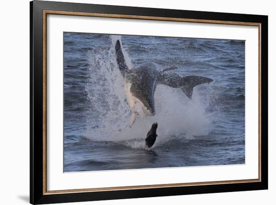 Great White Shark (Carcharodon Carcharias)-David Jenkins-Framed Photographic Print