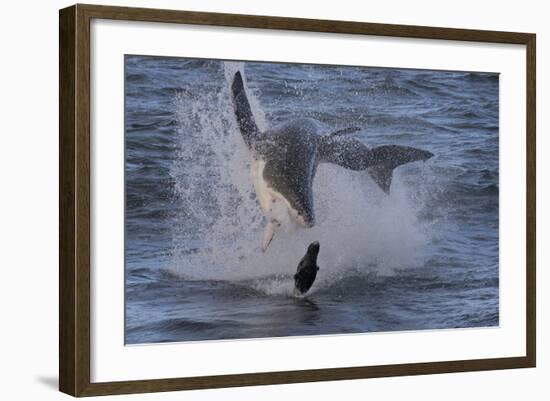 Great White Shark (Carcharodon Carcharias)-David Jenkins-Framed Photographic Print