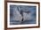 Great White Shark (Carcharodon Carcharias)-David Jenkins-Framed Photographic Print