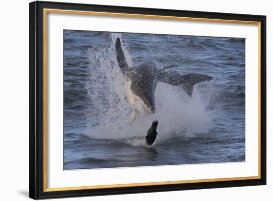 Great White Shark (Carcharodon Carcharias)-David Jenkins-Framed Photographic Print