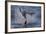 Great White Shark (Carcharodon Carcharias)-David Jenkins-Framed Photographic Print