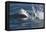 Great White Shark (Carcharodon Carcharias)-David Jenkins-Framed Premier Image Canvas