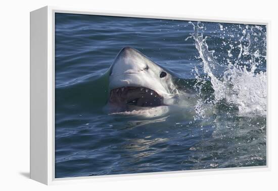 Great White Shark (Carcharodon Carcharias)-David Jenkins-Framed Premier Image Canvas