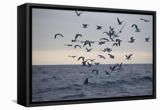 Great White Shark (Carcharodon Carcharias)-David Jenkins-Framed Premier Image Canvas